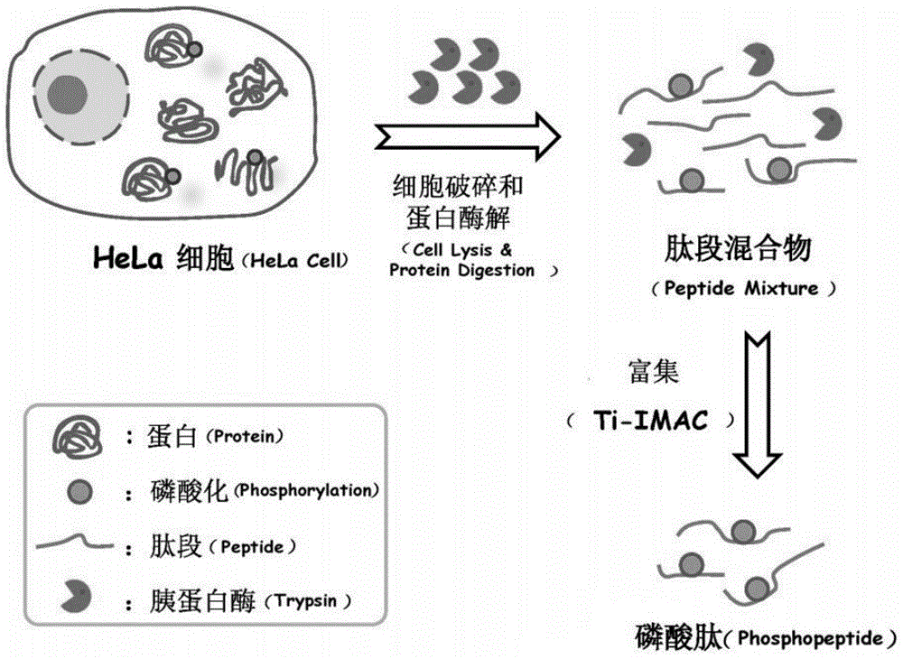 本发明涉及一种磷酸化蛋白质组样品快速处理方法,利用高浓度胰蛋白酶