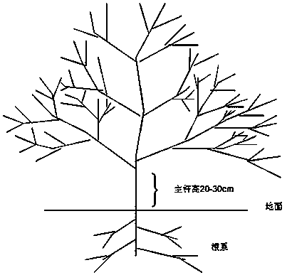 一种沃柑的栽培方法