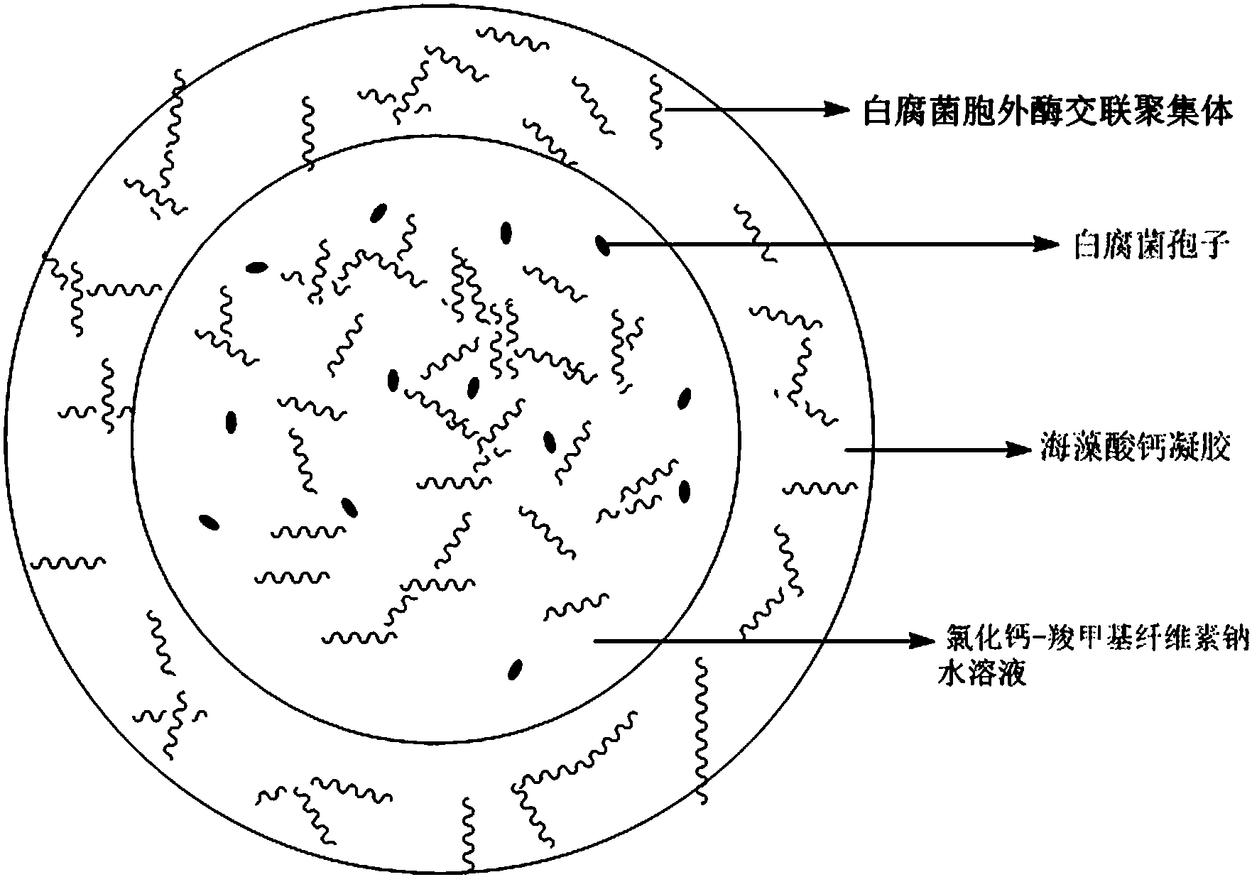 cn105176963b_一种海藻酸钙-羧甲基纤维素钠共固定化白腐菌及其胞外酶