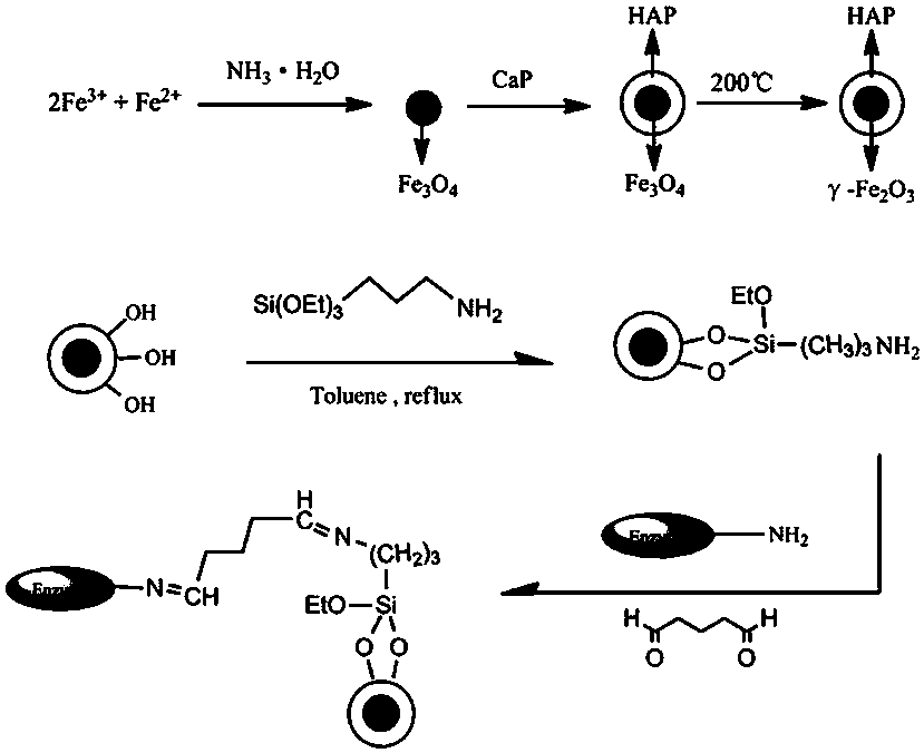 cn105255853b_一種磁性羥基磷灰石固定化脂肪酶的製備方法及在食用