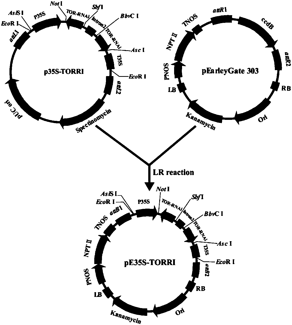 小菜蛾tor基因的rnai表达载体及其构建方法和应专利_专利查询 - 天眼