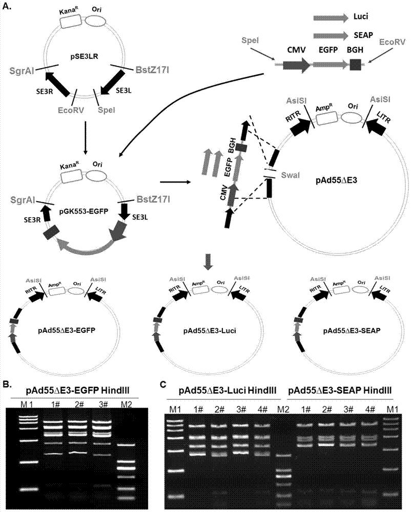 复制型重组人55型腺病毒载体及其制备方法和应用