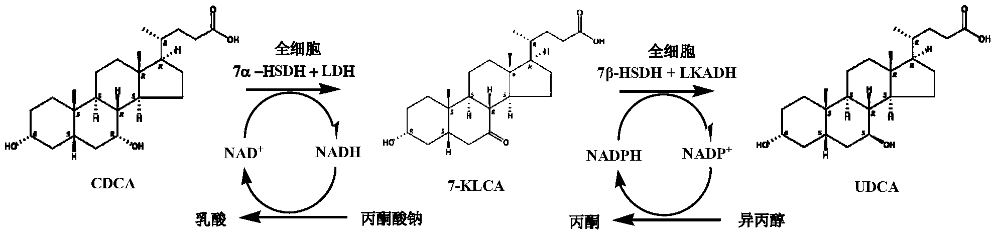 鹅去氧胆酸结构式图片