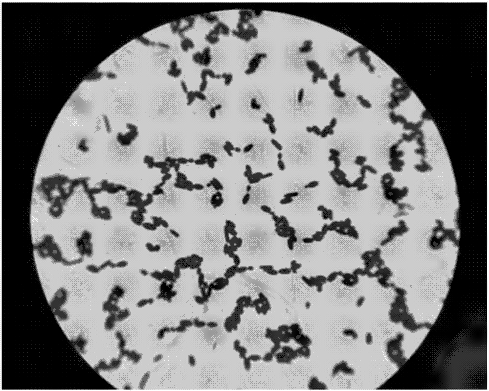 cn105385640b_格氏乳球菌及其应用有效