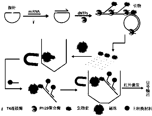 cn105506136b_一種基於滾環擴增和上轉換材料檢測microrna的方法有效