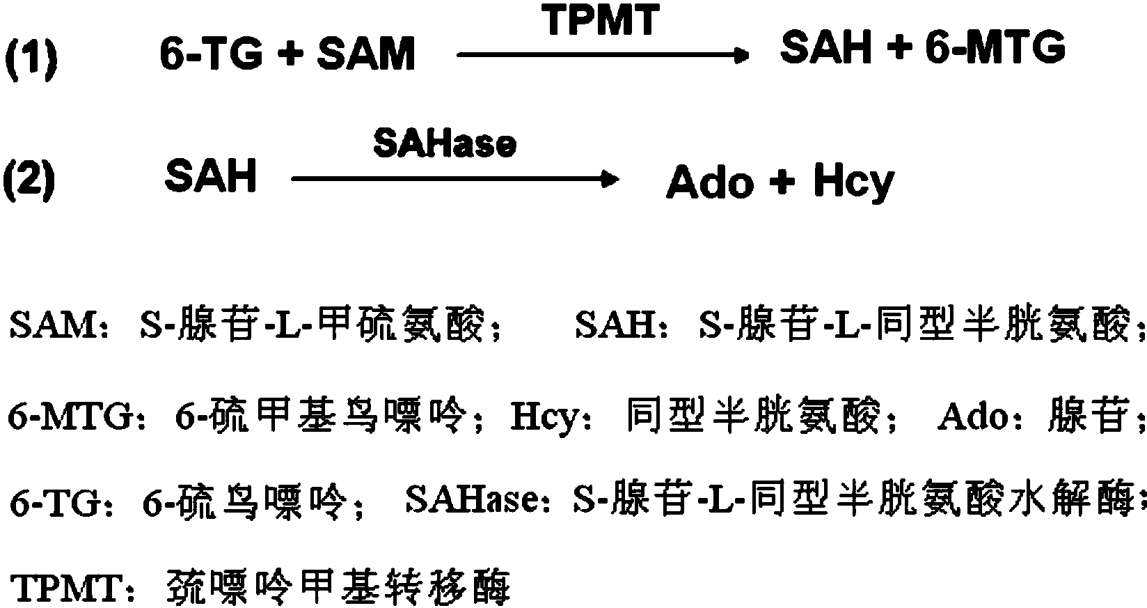 一种巯嘌呤甲基转移酶酶活力检测试剂盒