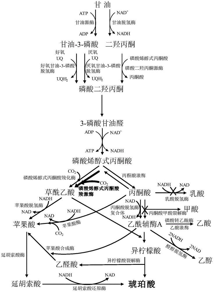 琥珀酸代谢图片