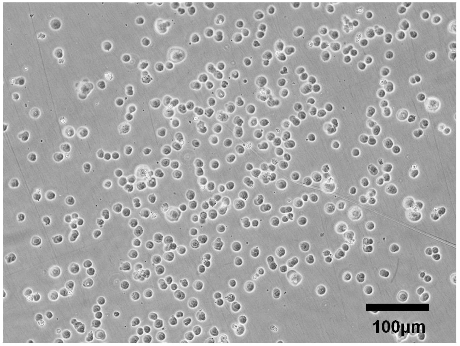 cn106011083b_一种在无血清全悬浮培养的mdck细胞生长的禽流感病毒的
