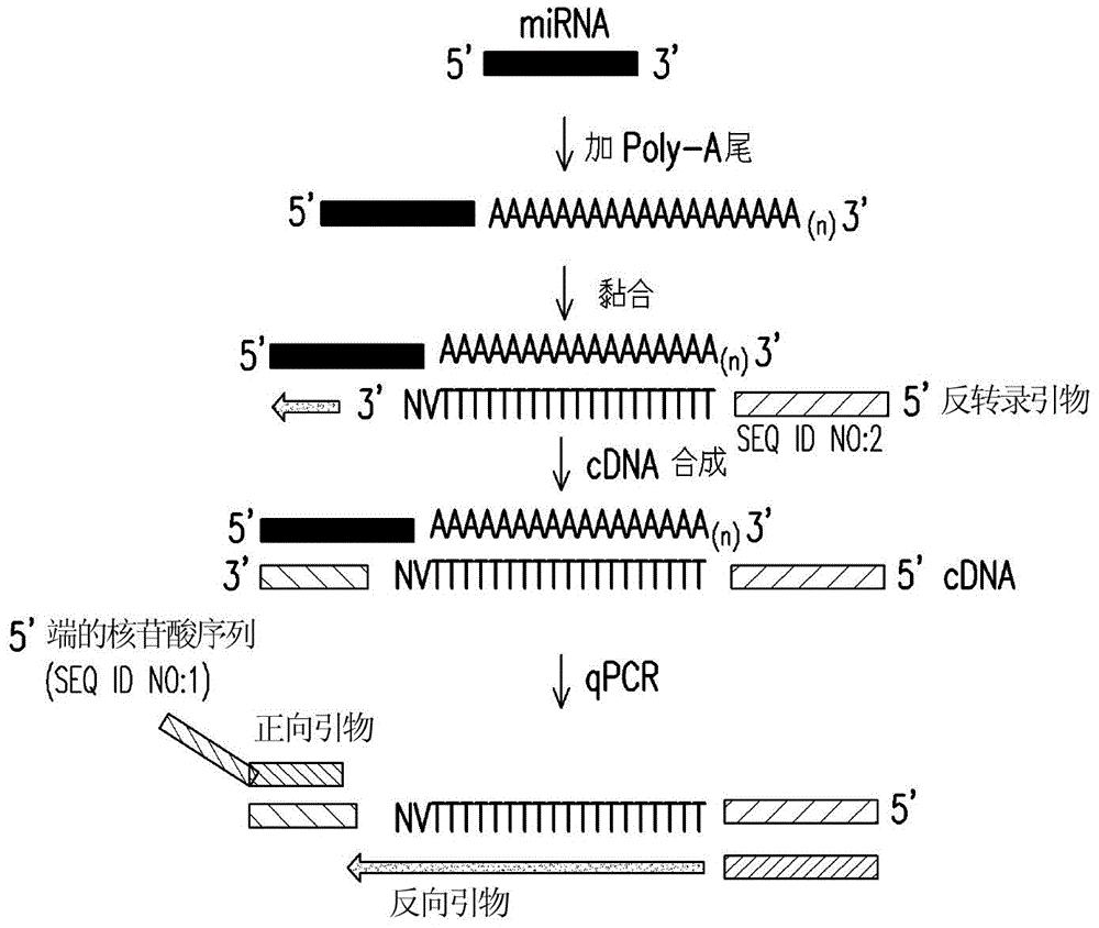 cn106222244b_核苷酸序列,通用反向引物,通用反转录引物,引物设计方法