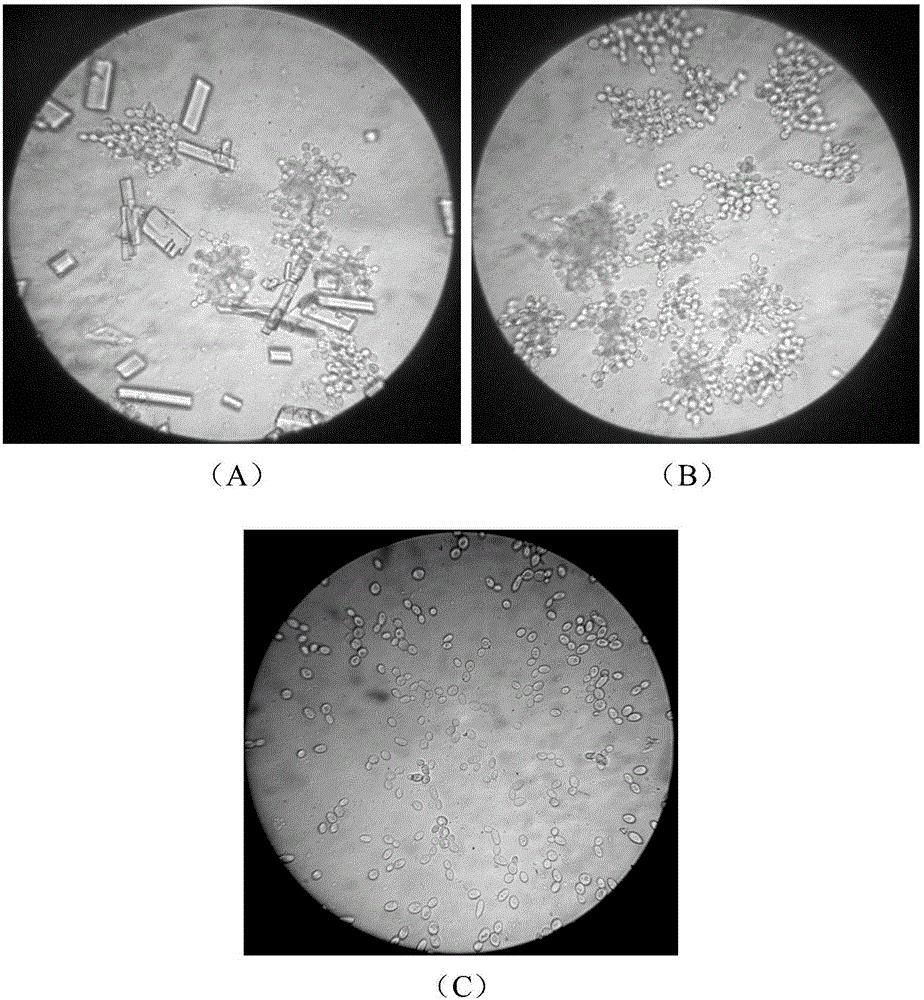 一种酵母絮凝的可逆调控方法和应用