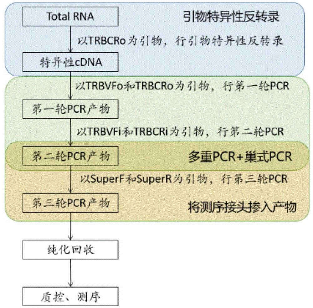 基于高通量测序的tcr多样性检测和文库构建