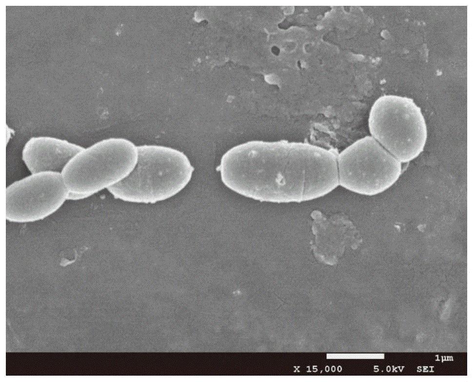 cn106834177b_一株瘤胃菌及其应用有效
