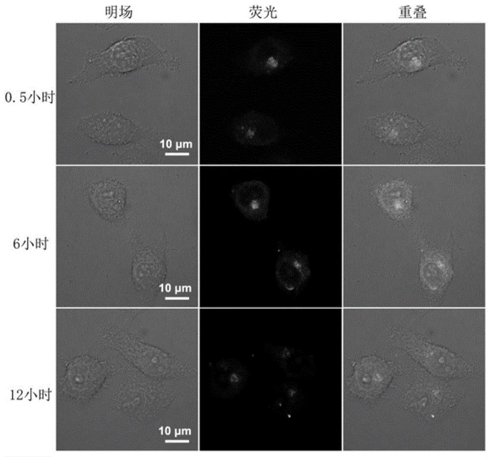 cn106905389b_一种具有细胞内滞留能力的β-半乳糖苷酶荧光探针有效