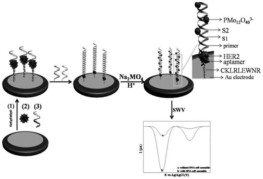 基于dna产生电信号及其自组装放大信号的电化学适配体传感器测定her2