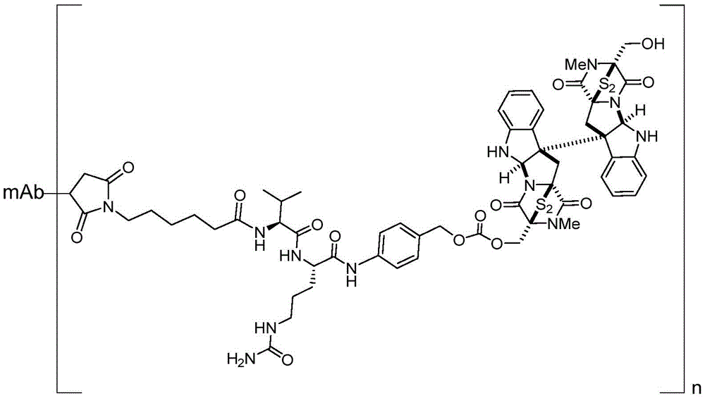 两种抗her2抗体-毛壳素偶联物及其制备方法和抗肿瘤应用