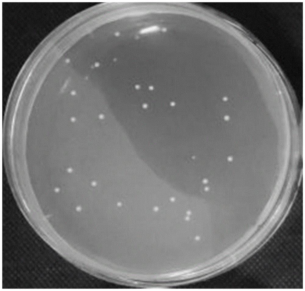 罗伊氏乳杆菌菌落形态图片
