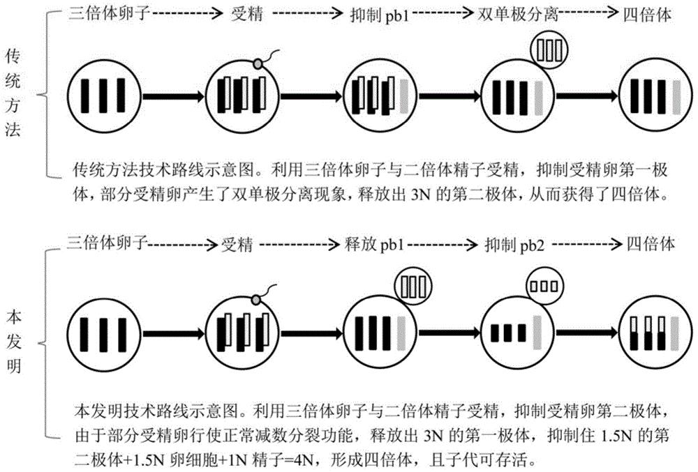 本发明通过优选三倍体卵子,精选二倍体精子,抑制受精卵第二极体,获得