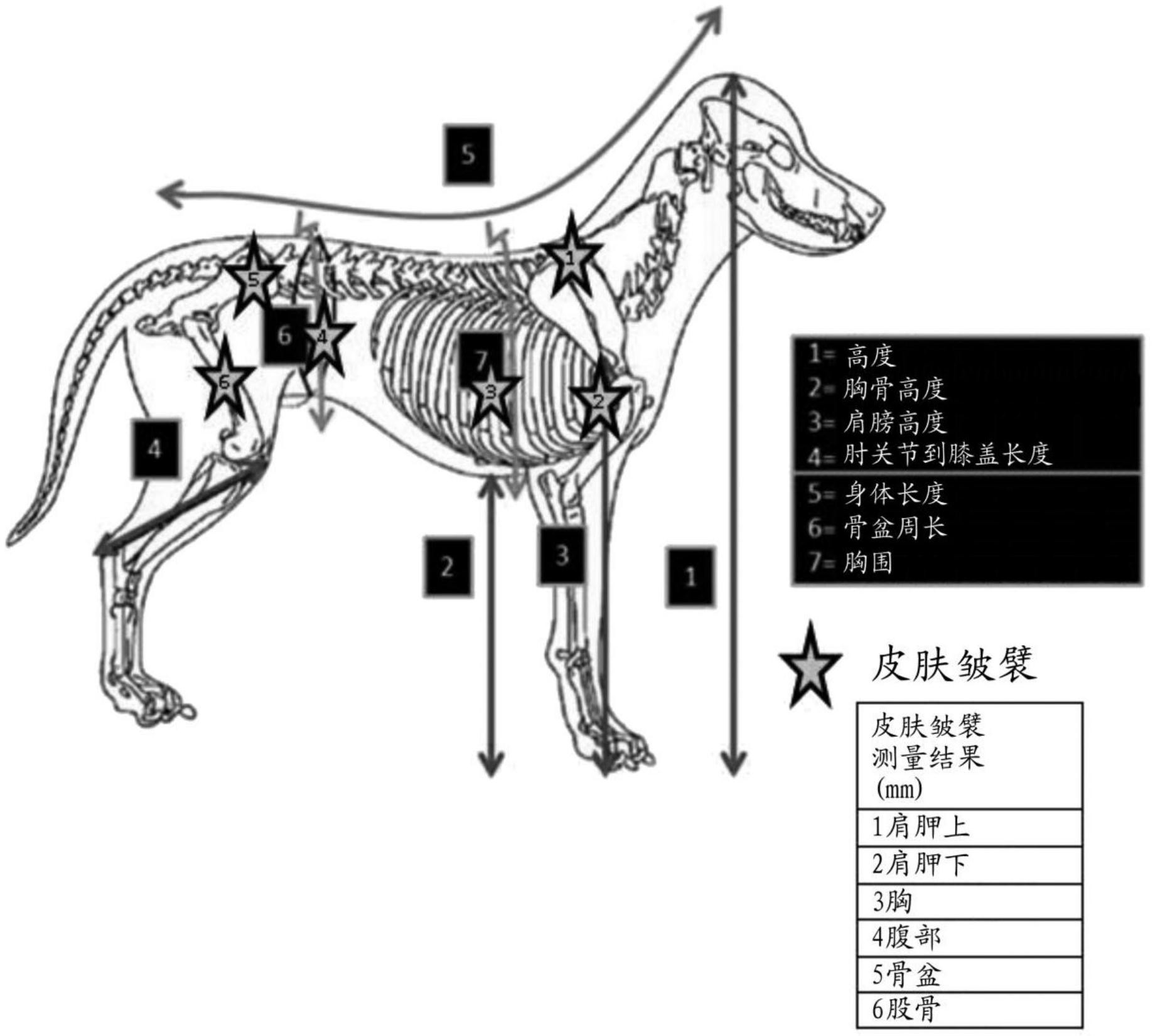使用小型狗的形态测定测量结果来改善小型狗的食物的方法
