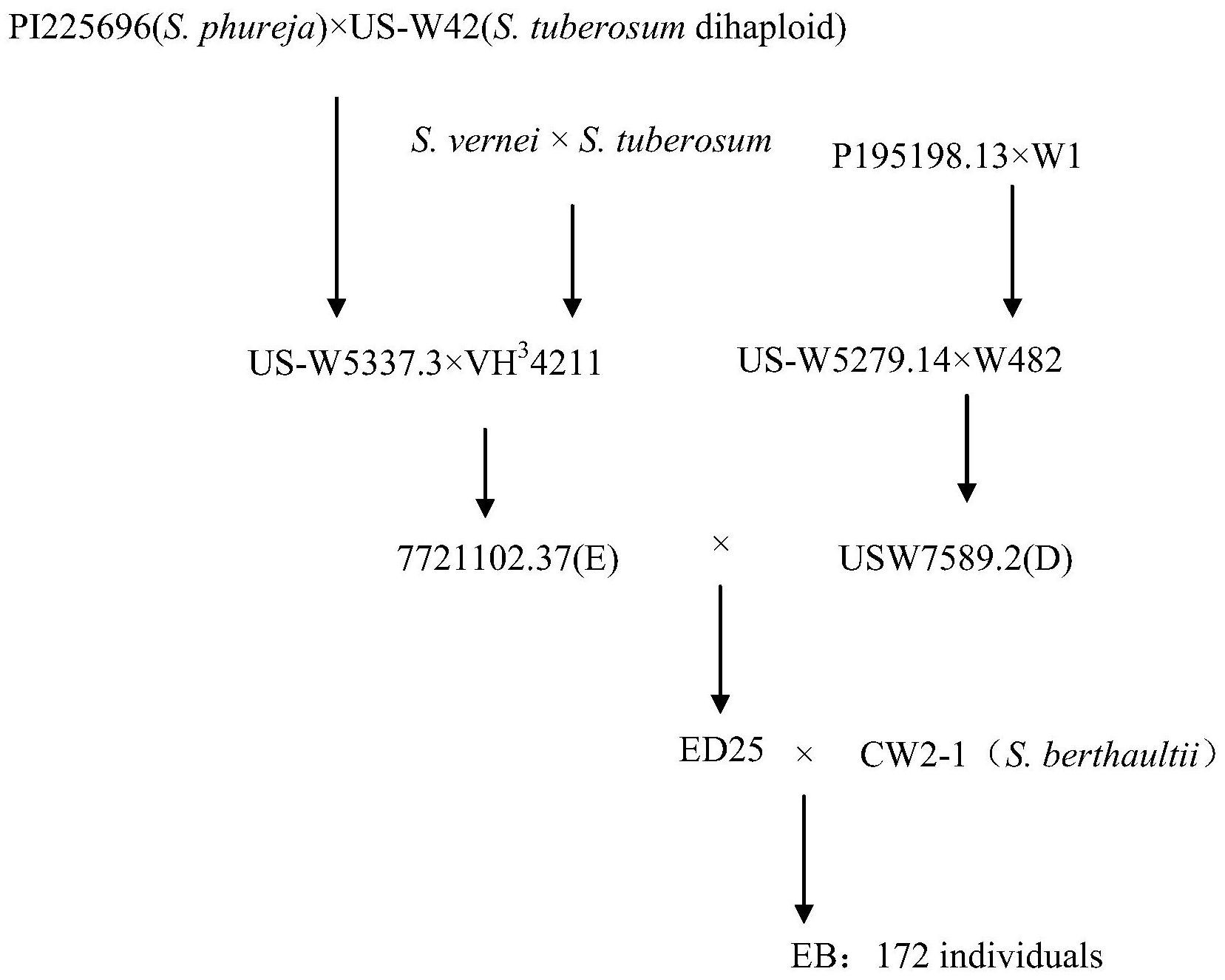 马铃薯染色体Ⅺ末端抗低温糖化相关的qtl位点的snp标记及其应用