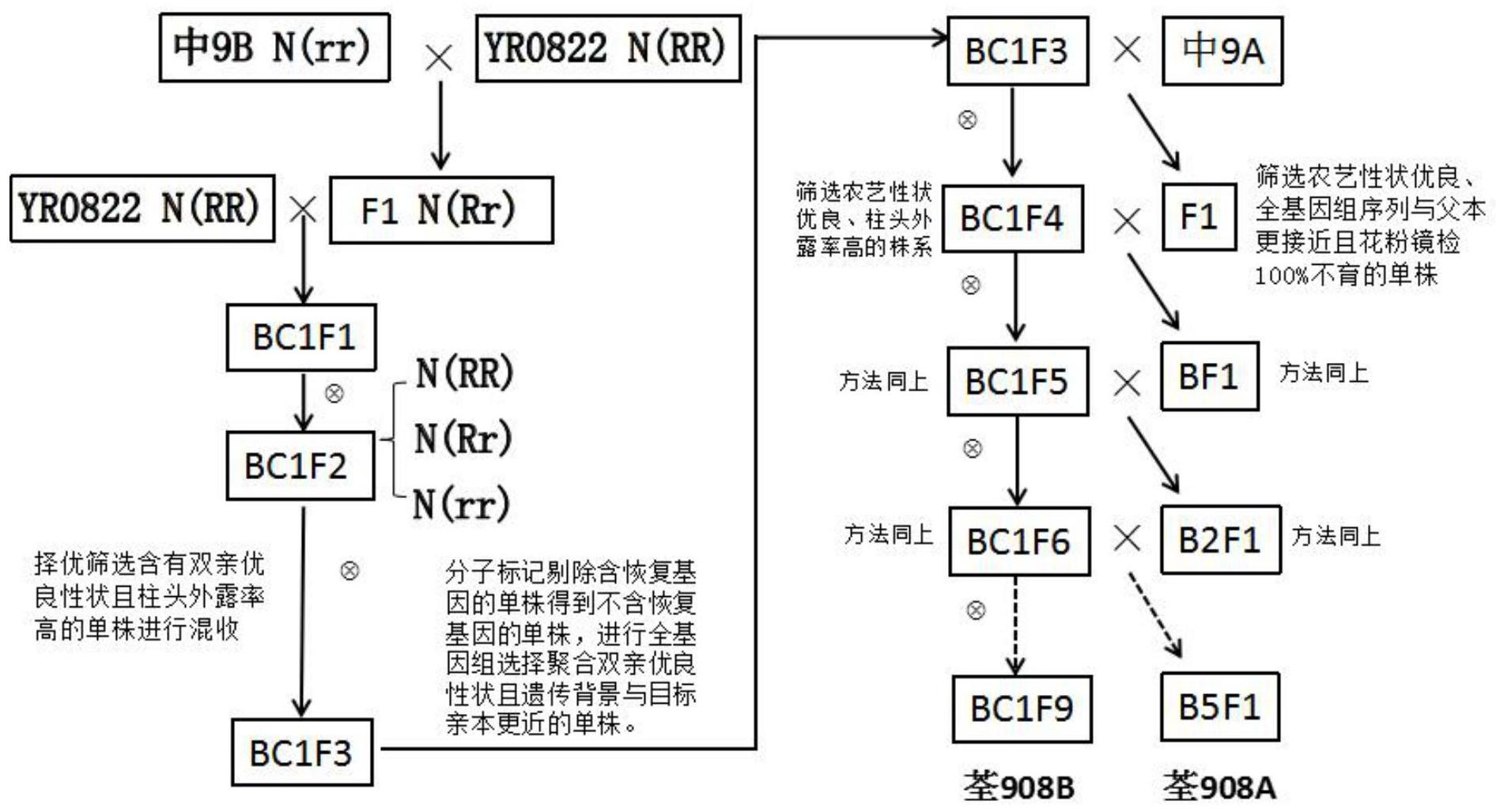 三系水稻不育系的方法,該方法通過將常規育種與分子標記輔助篩選結合