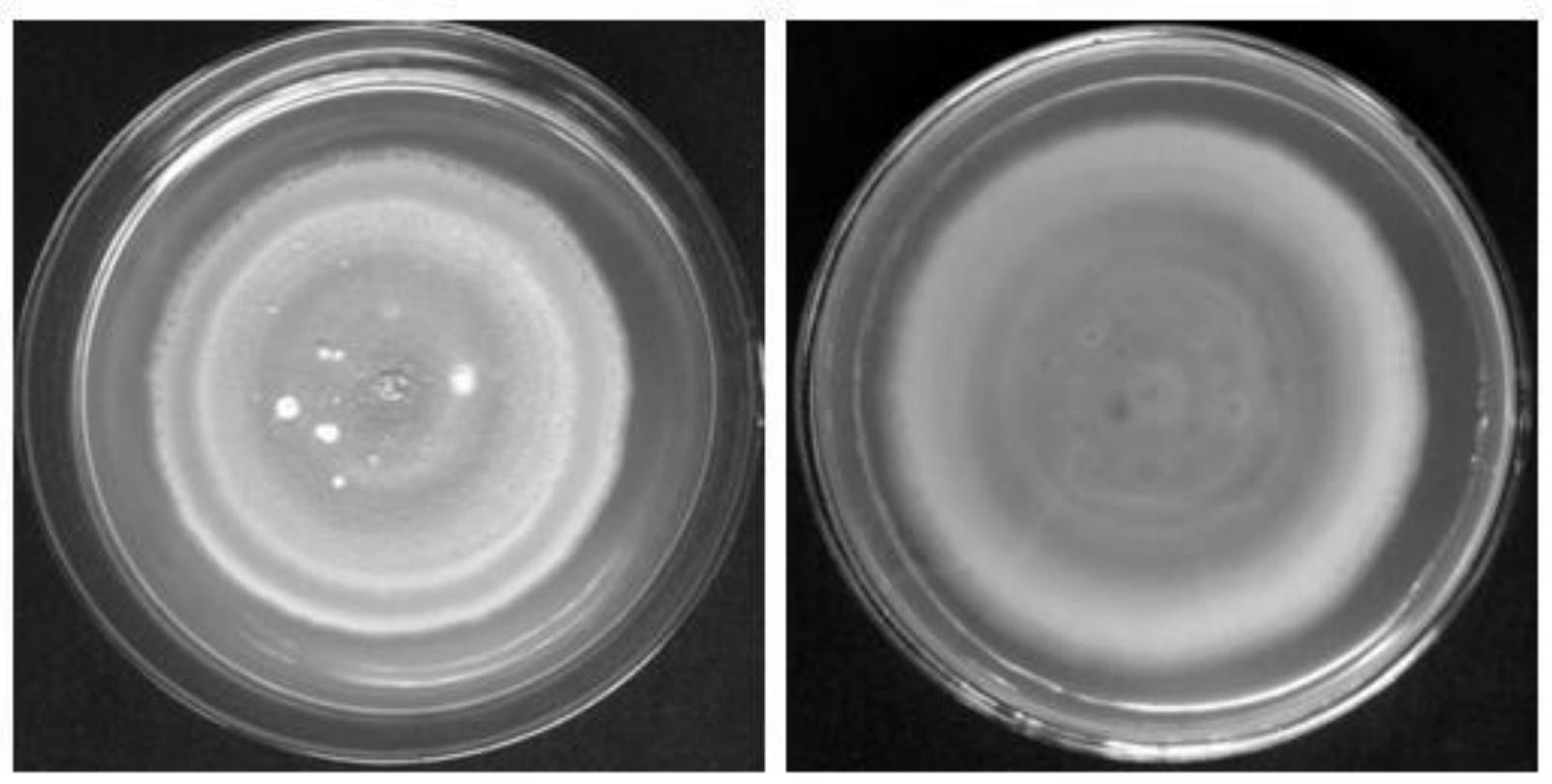 拮抗水稻白叶枯病菌的灰黄青霉pg-35菌株及其发酵滤液和在植物病害防
