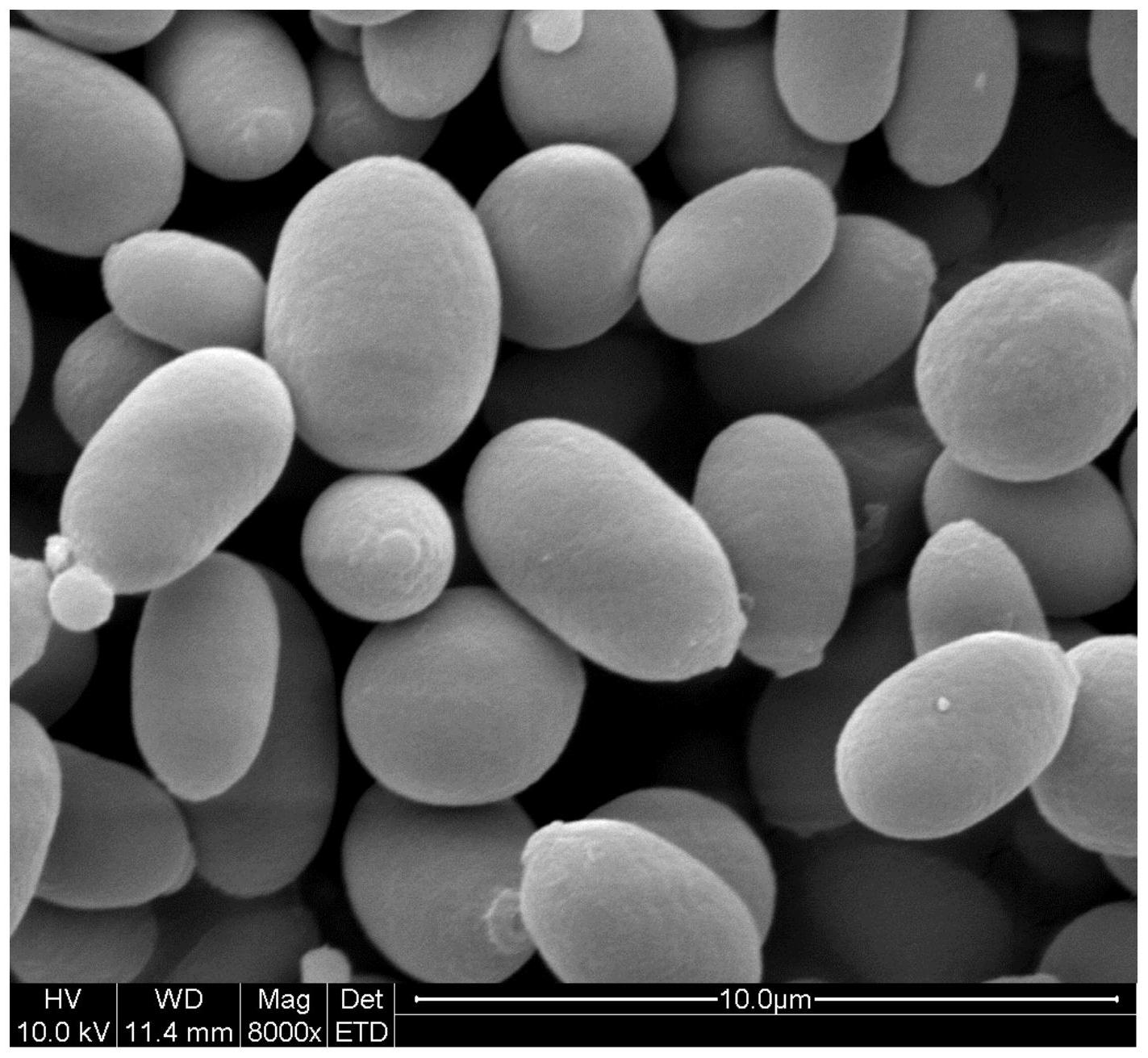 一株降解青霉素的粘质红酵母及其应用