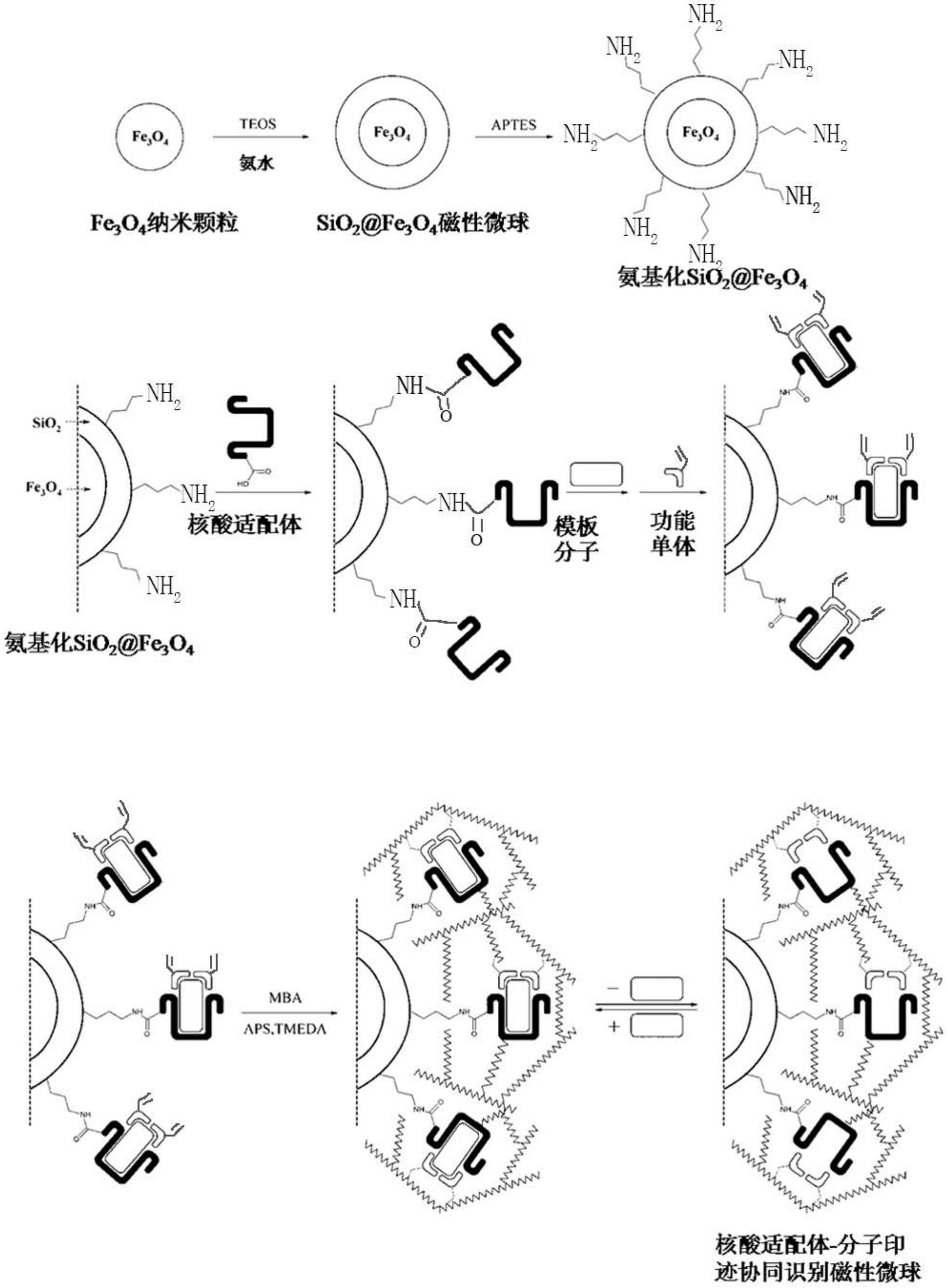 核酸适配体分子印迹协同识别磁性微球及其制备方法和应用