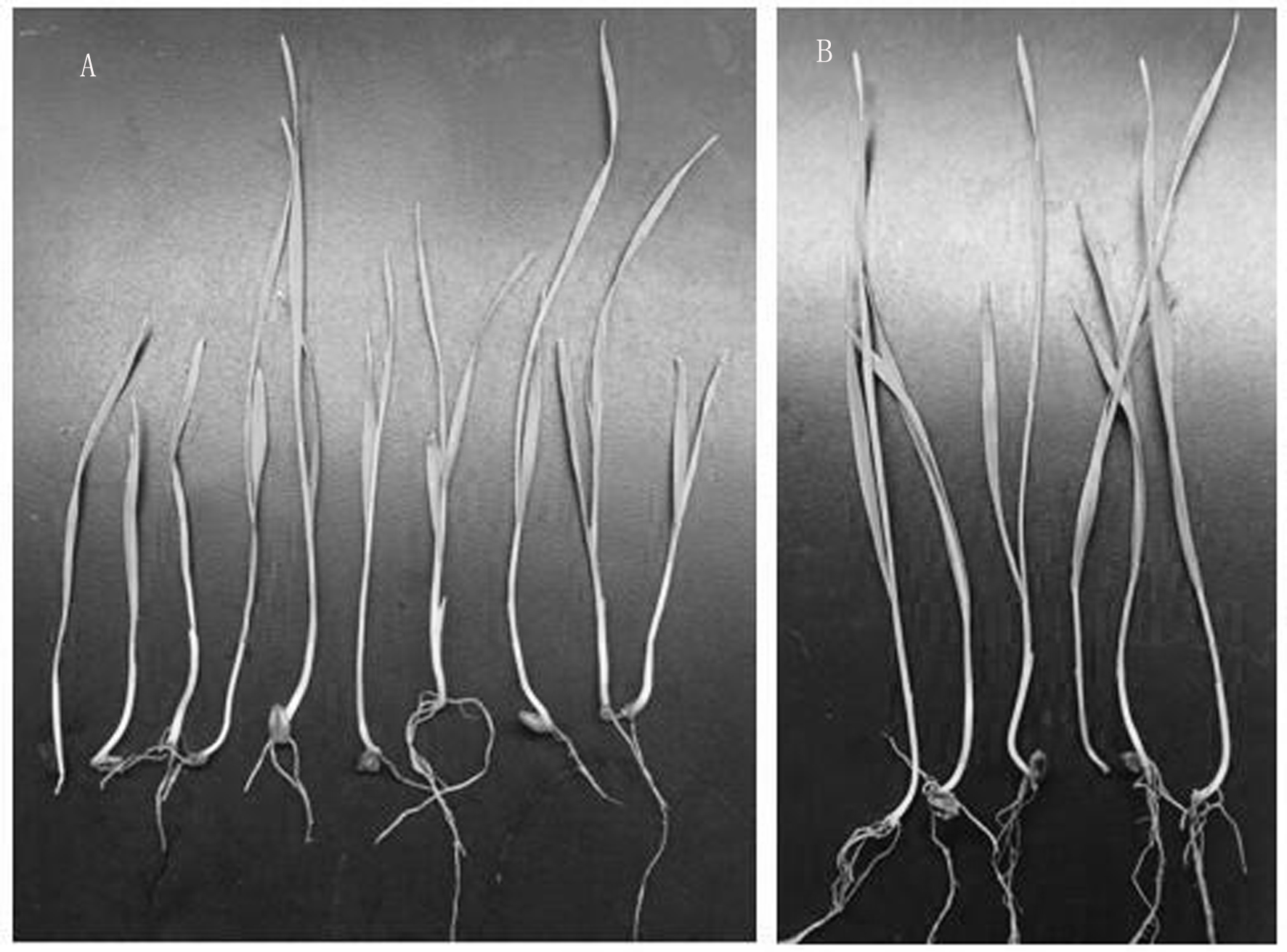 一种含有巨型病毒fpgmbv1的假禾谷镰孢菌菌株fc136-2a
