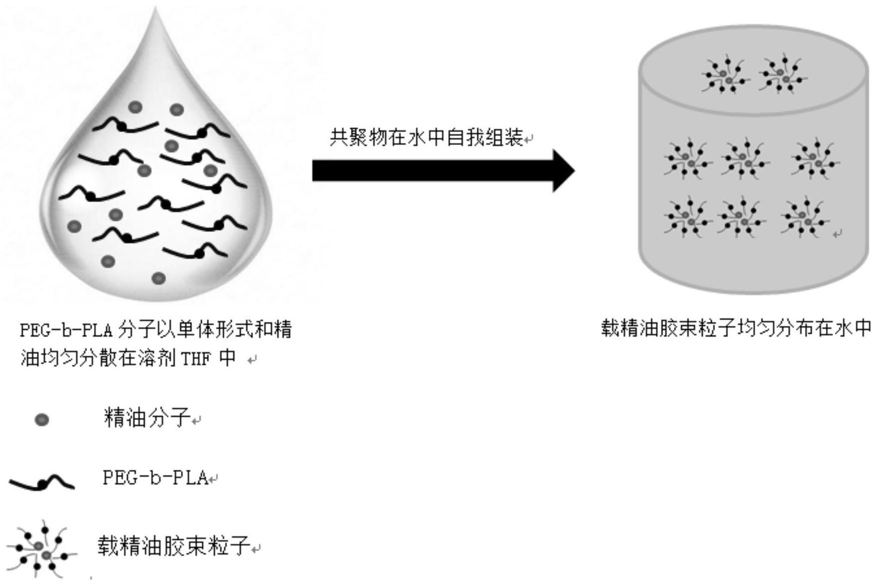 所述精油分子包埋于疏水基团中形成球状的纳米胶束的内部,纳米胶束