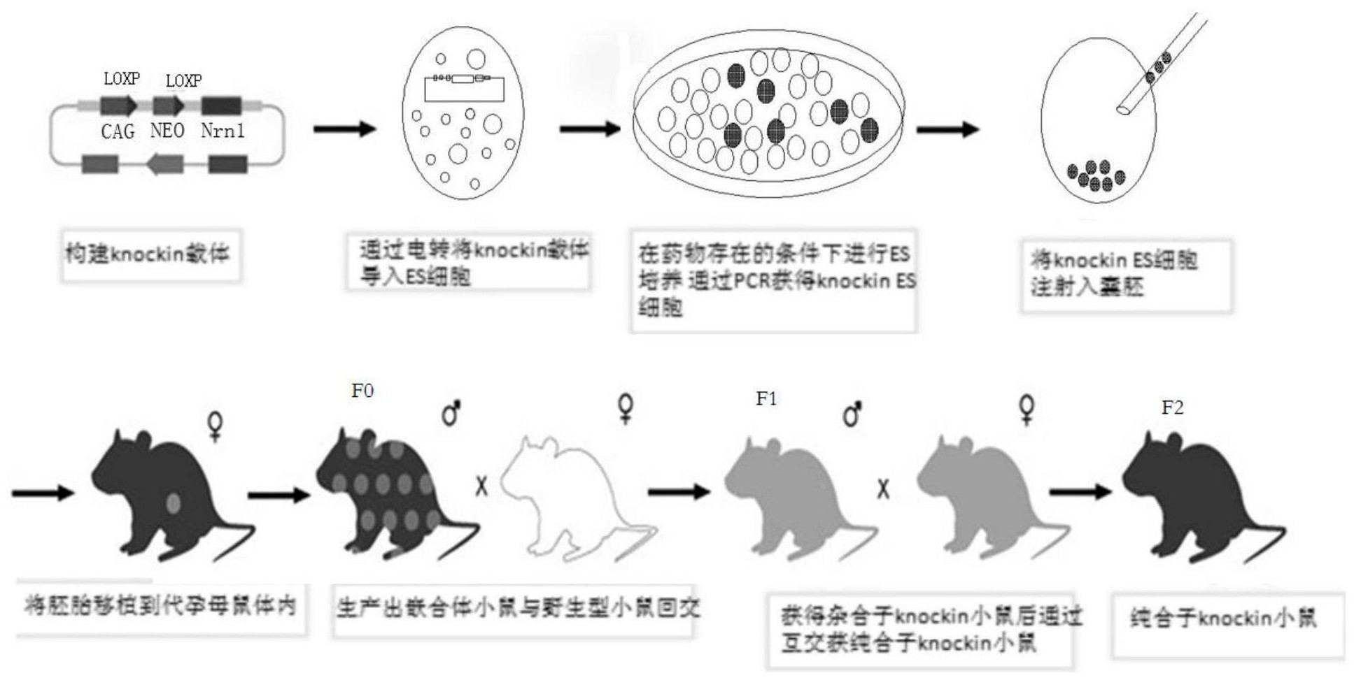一种条件性neuritinknockin小鼠模型的构建方法