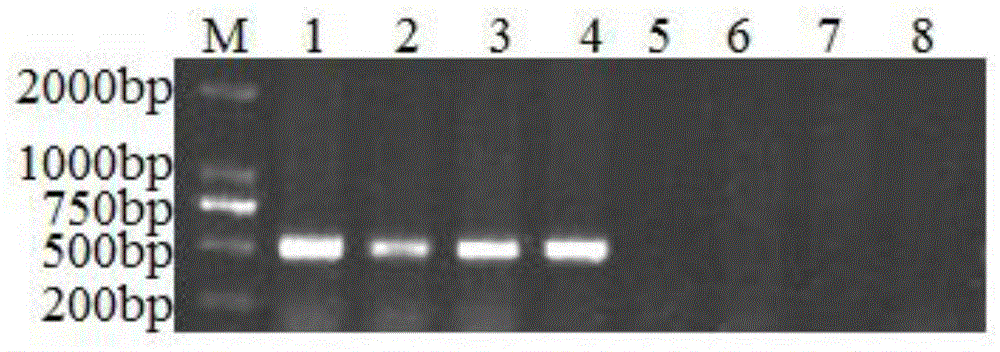 cn109355425b_一种与小麦赤霉病抗性qtl连锁的分子标记及其应用有效