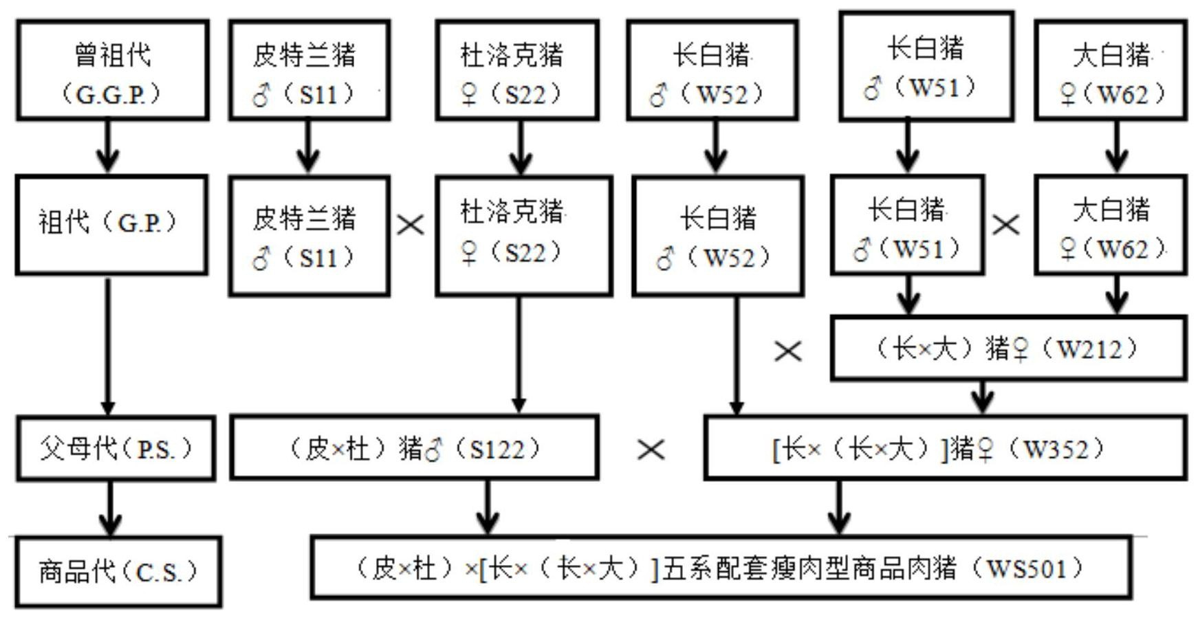 cn109463348b_一种五系杂交配套的瘦肉型种猪的选育方法