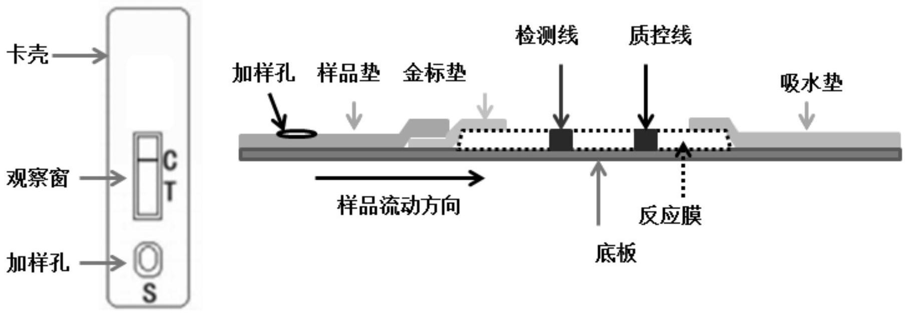 一種抗蟲蛋白cry1c的膠體金免疫層析速測卡