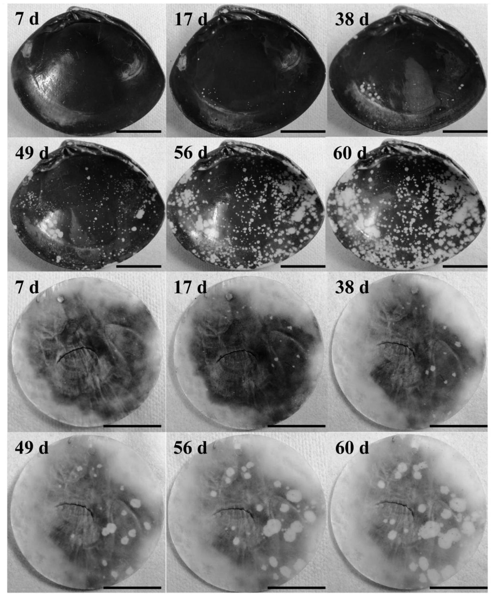 一种紫菜贝壳丝状体的原位观察方法