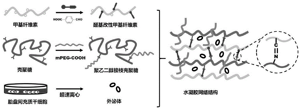包载外泌体的自愈合水凝胶及其制备方法和应用专利_专利查询 - 天眼查