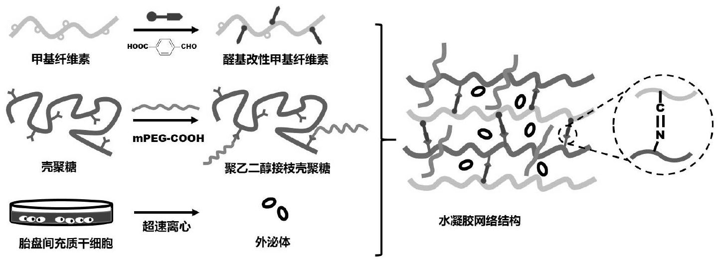 包载外泌体的自愈合水凝胶及其制备方法和应用