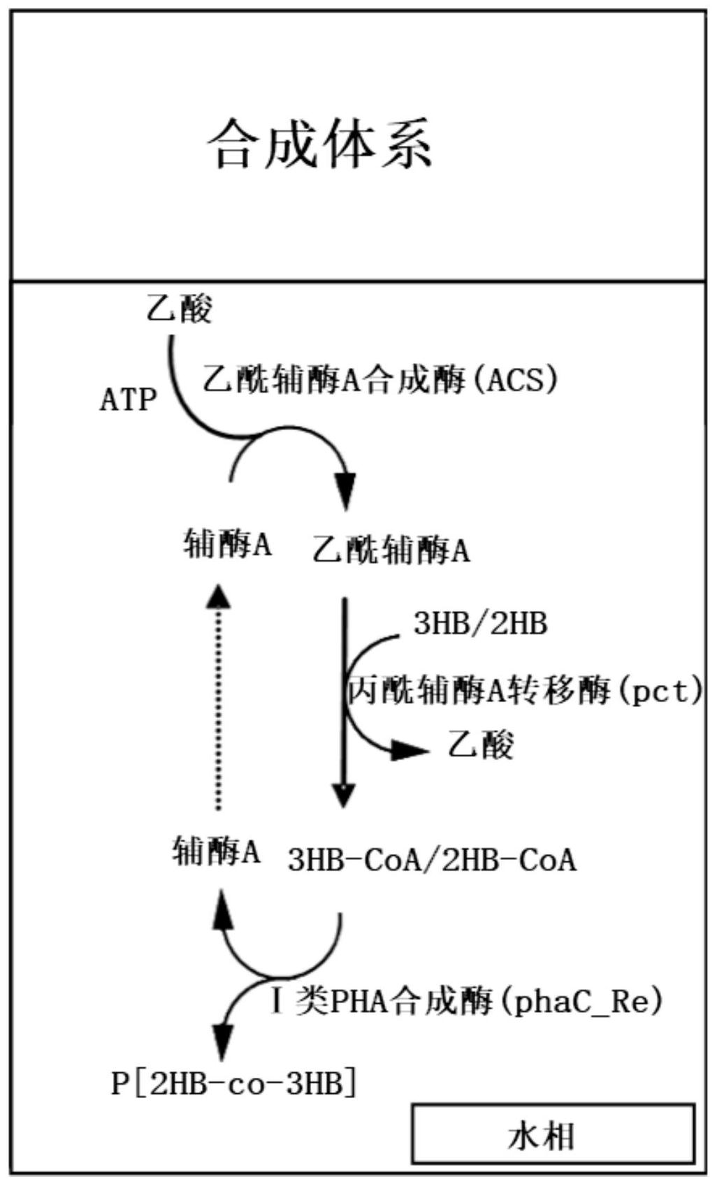 cn109913510b_一种聚羟基脂肪酸酯的体外合成方法