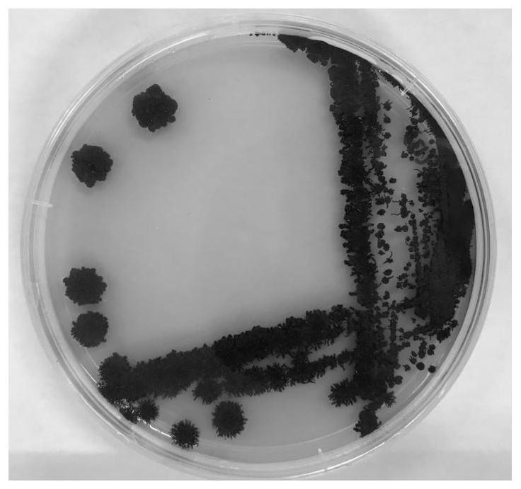 一种短梗霉菌株及其在2,5-二羟甲基呋喃合成中的应用