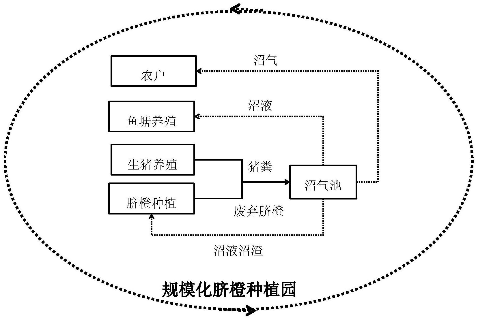 cn110760547a_一种基于"果-猪-沼-果-渔"原位闭路消化处理废弃脐橙的