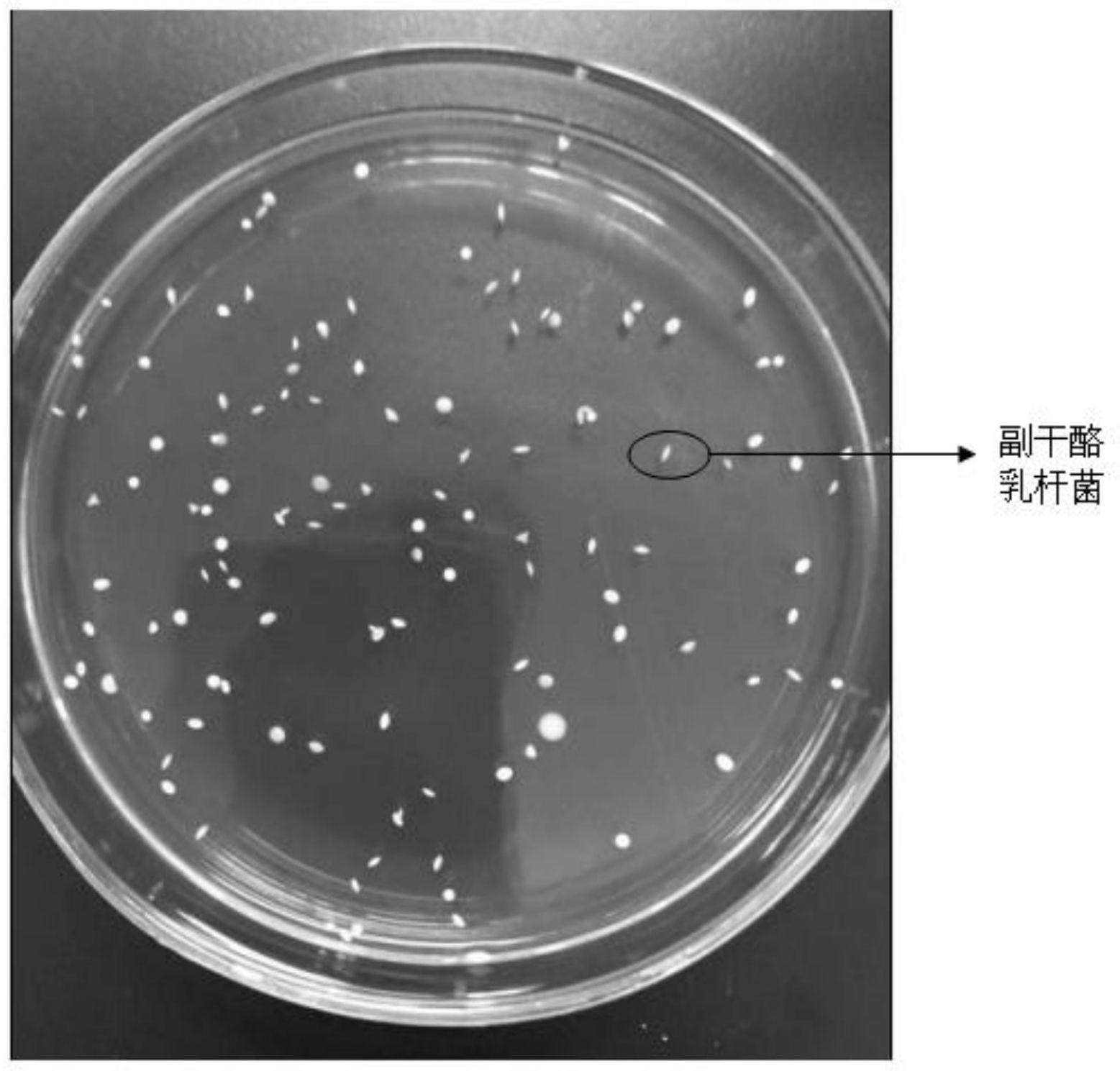 一種副乾酪乳桿菌株lbpye01溼粉其菌液及應用