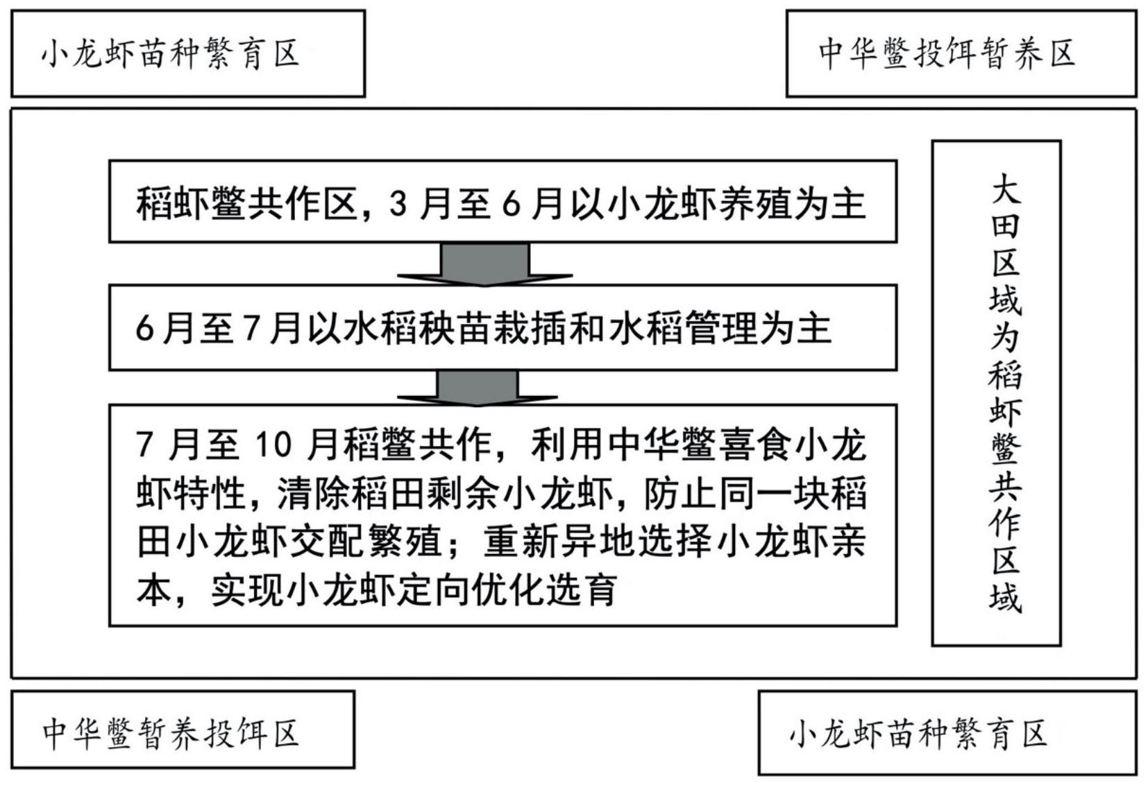 一种稻田稻虾鳖生态养殖暨小龙虾定向选育的方法