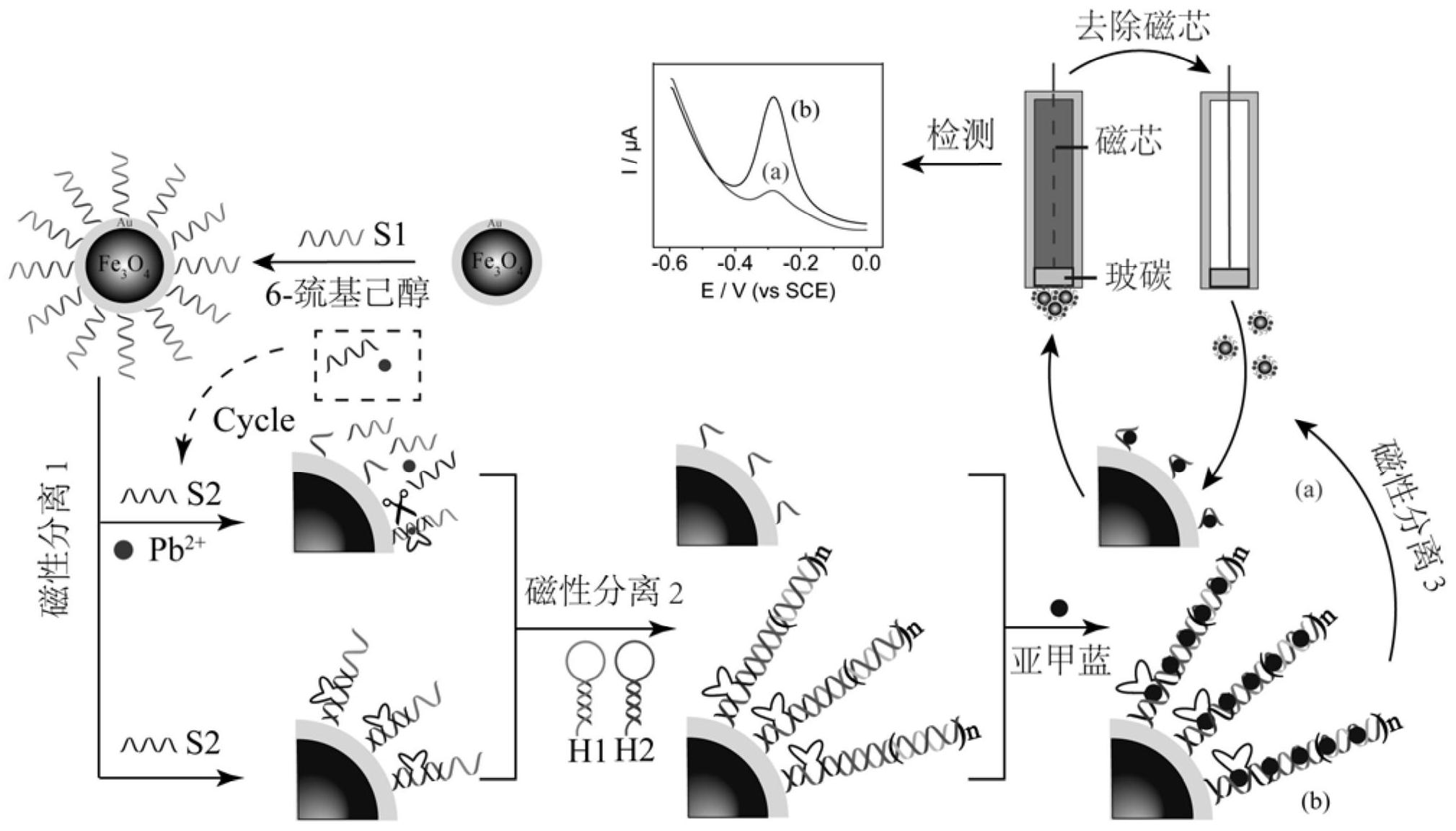 基於磁性生物複合材料的dna酶和雜交鏈式反應的電化學生物傳感器檢測