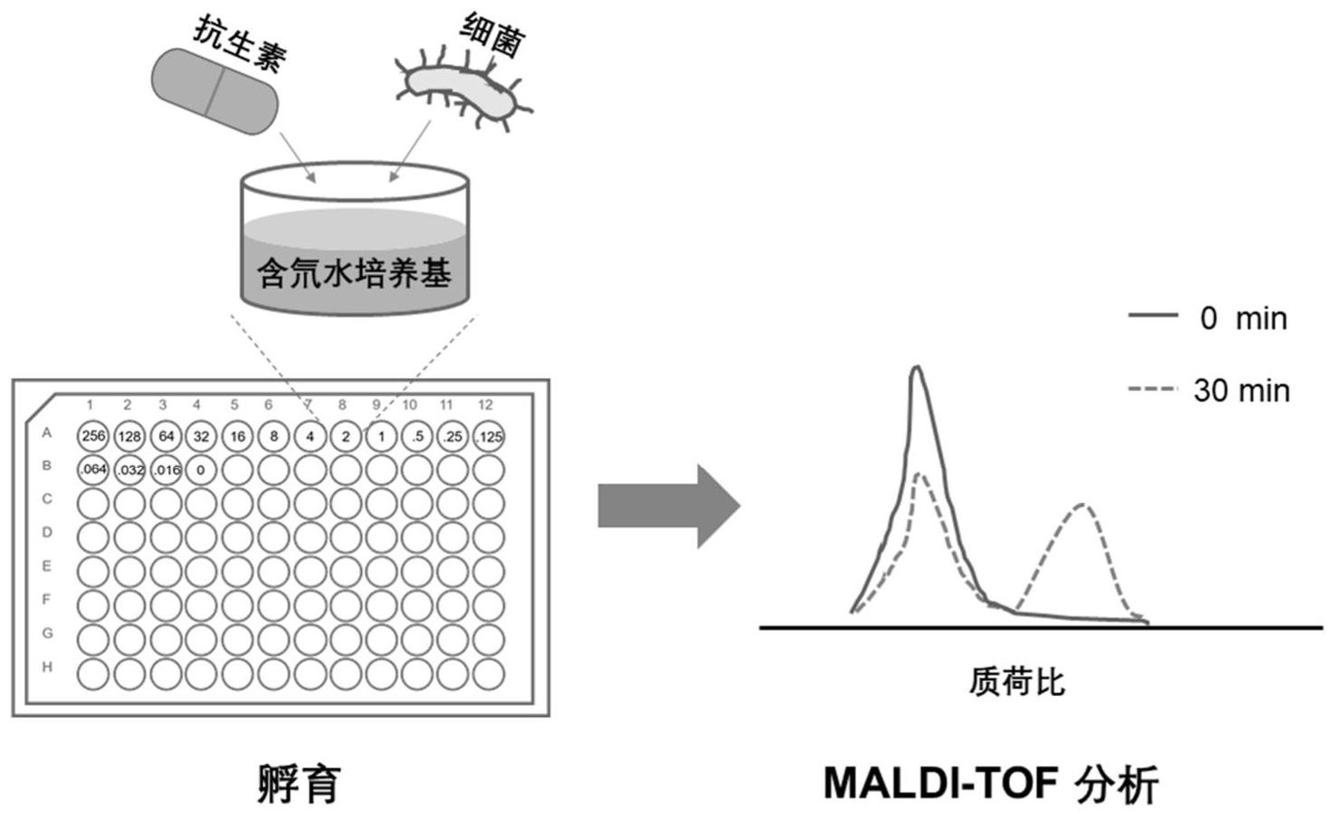 结合氘水培养和基质辅助激光解吸电离飞行时间质谱分析的快速抗生素