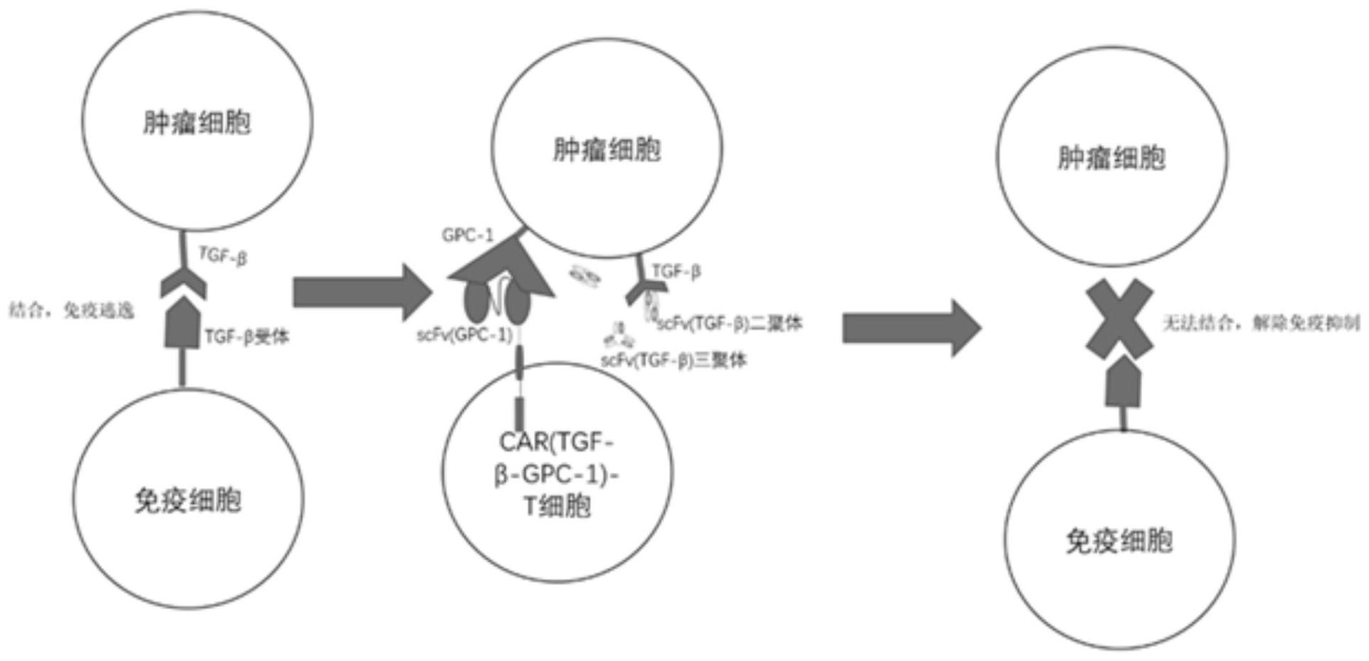 cn112321721b_一种嵌合抗原受体及其修饰的免疫细胞及该免疫细胞在