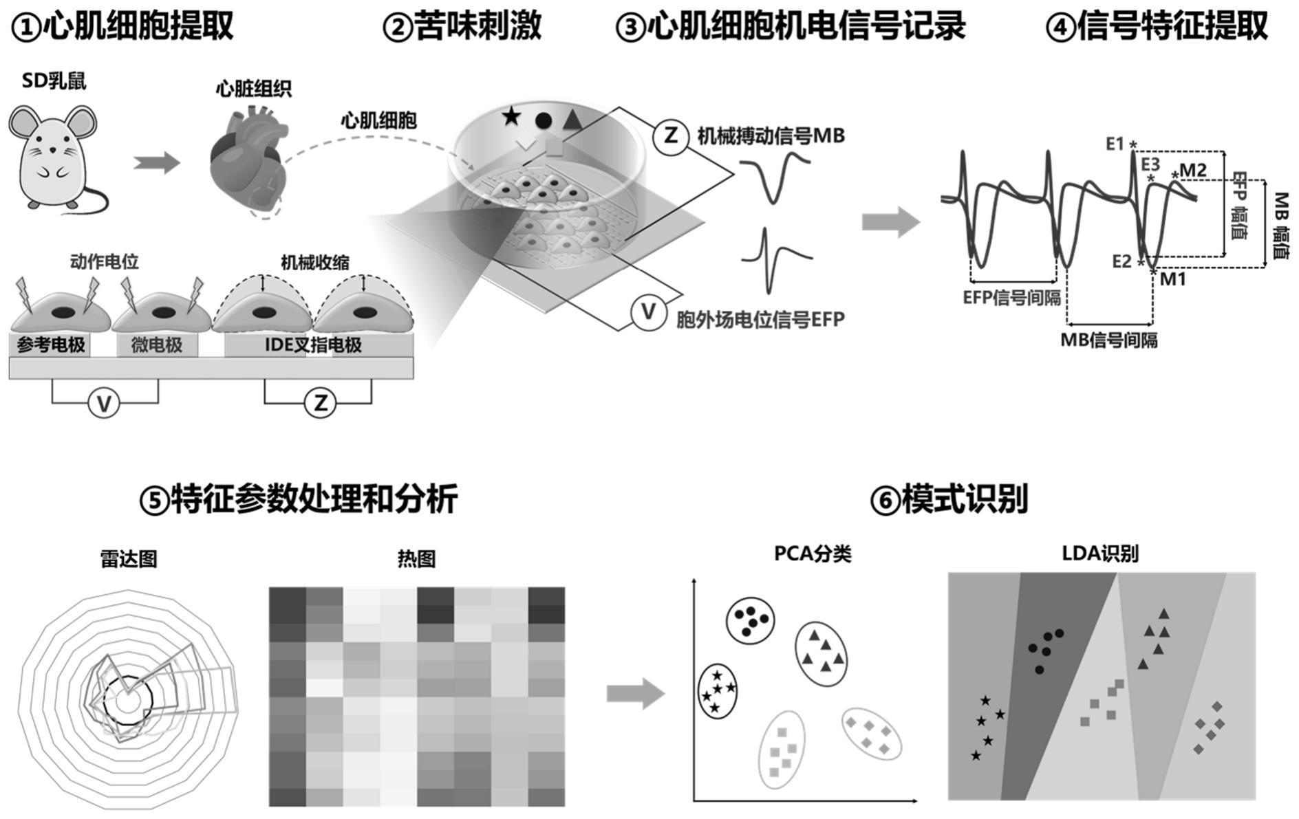 一种基于心肌细胞兴奋收缩偶联信号检测苦味物质的方法