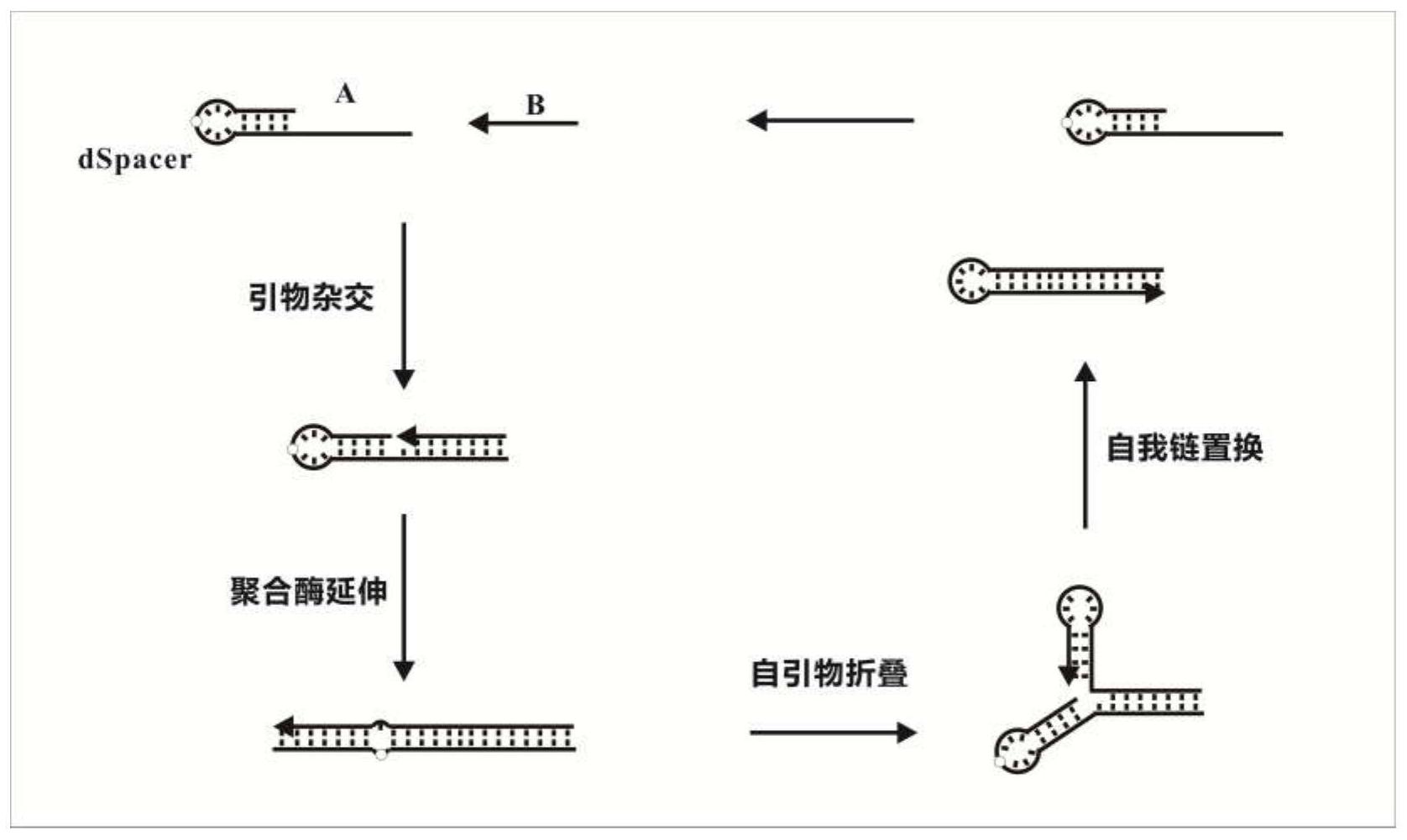 新型自我链置换原理为引物以5端茎环结构的探针为模板,聚合延伸产生