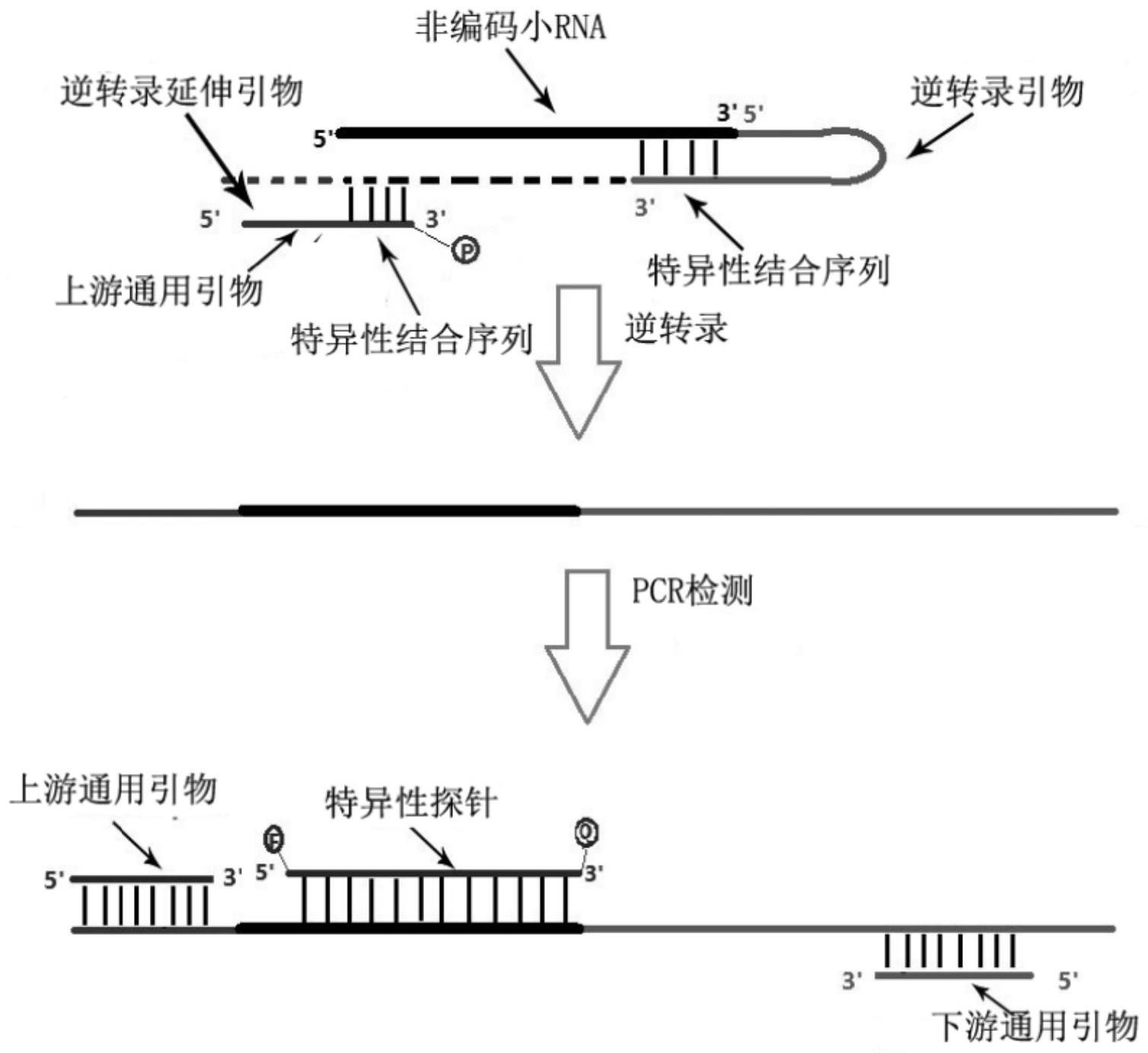 一种基于茎环法的多重荧光定量pcr检测非编码小rna的引物组