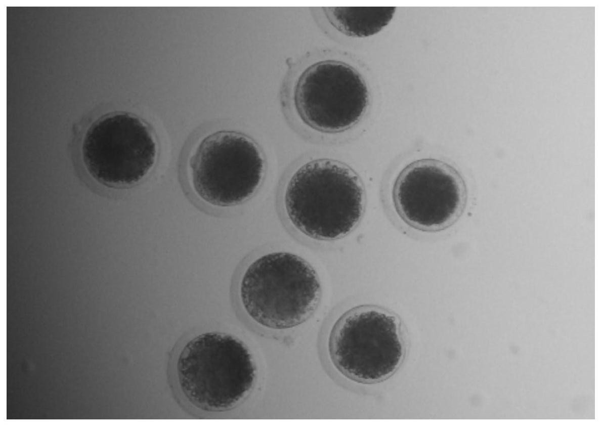 含有丁苯羟酸的猪卵母细胞体外成熟体系及应用