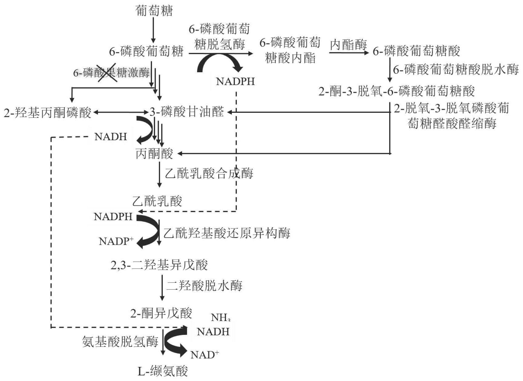 缬氨酸读音图片