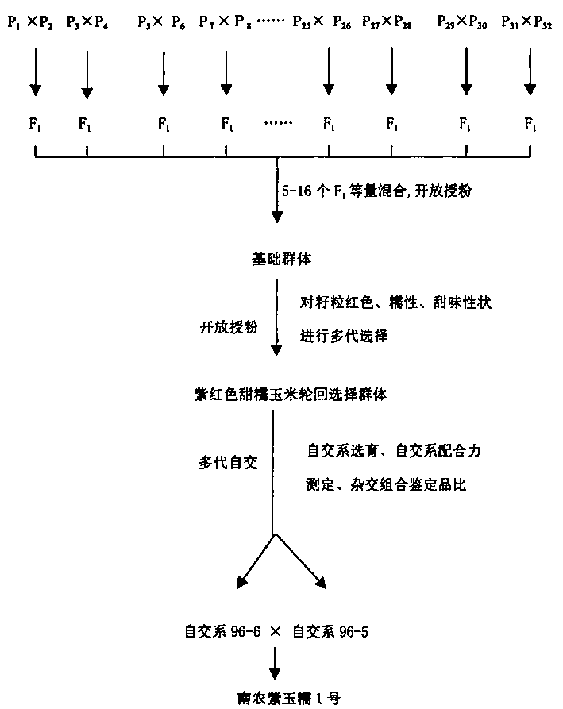 杂交育种概念图片